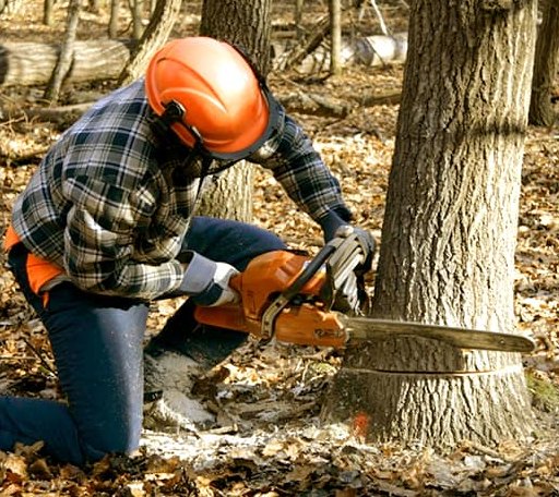 Tree Removal in Glenpool, OK